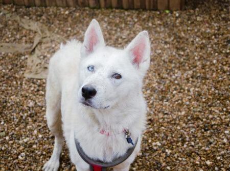 Tepe is a husky aged approximately two. He arrived at the centre after his previous family were no longer able to care for him and left him at home. This has not stopped his sweet nature shining and he is looking for a committed family who will spend time bonding with him.