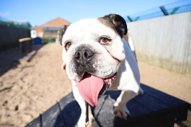 One of the biggest success stories this year was the adoption of Travis, a three-year-old Bulldog, who arrived back in March 2020 after being found as a stray.
He had many anxieties and found the world a very frightening place, but the centre’s Training and Behaviour team developed a tailor-made plan to help him with his problems. It took a long time, and a lot of dedication and consistency, but eventually Travis had grown in confidence so much that he was ready to find his forever home.
The search for the right home was a long time coming, as the team didn’t want to risk him being returned to their care as this would set him back hugely in his training. Eventually the right people came forward and started the long process of building Travis’s trust. Through very regular meets at the rehoming centre, followed by many home visits, the team were able to hand over all the training skills to his new family, which made the whole transition a massive success. 81 days after they first met them, Travis was officially adopted by his new family and left the centre to start his new life, where he has grown in confidence even more and now joins them on holidays and fun days out. It just shows what a little time, patience and teamwork can achieve. Good luck Travis!