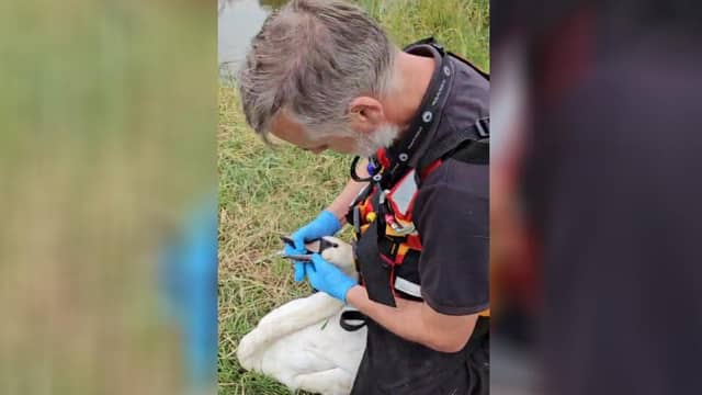 Watch the moment a young swan who is tangled in fishing wire is rescued from drowning in the river