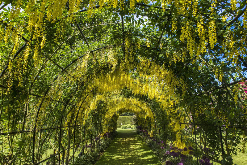 Seaton Delaval Hall is a Grade I listed country house located between Seaton Sluice and Seaton Delaval. It is now owned and run by the National Trust. Pictured is the laburnum arch in the grounds.