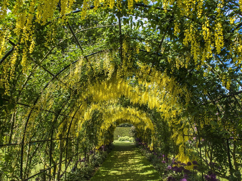 Seaton Delaval Hall is a Grade I listed country house located between Seaton Sluice and Seaton Delaval. It is now owned and run by the National Trust. Pictured is the laburnum arch in the grounds.