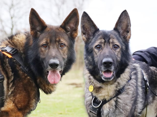 Calling all German Shepherd fans, Druid and Ash need you. Druid is a stunning 5yr old German Shepherd who is looking for a home with his best friend Ash (7) who is equally as beautiful. They have led a very sheltered life so far so they are looking for adopters who will be patient with them and help them build in confidence slowly as they have never lived in a house before. They need a good routine so sharing with other pets or having young kids around wouldn't work for them, but over 16's should be fine. Druid and Ash must have their own secure garden to play in and practise their housetraining.