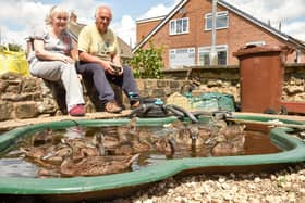 Philip Garner,67, and his wife Julia,66, from Castleford in West Yorkshire, hand reared an abandoned duck they named Freda who then 18 months later brought her 11 ducklings back to be born under the lavender bush.