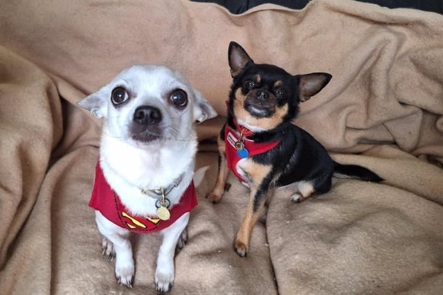 This is mother and daughter duo Audrey and Fran. The cheeky Chihuahuas, aged nine and five, do everything together - eating, napping and playing. Mum Audrey is shyer than Fran and can take longer to trust new people, but once she's comfortable, she loves a cuddle. Fran always checks out new visitors, giving them the sniff of approval. The pair would suit a family experienced with Chihuahuas, and a calm, quiet and patient home with older children would be ideal.