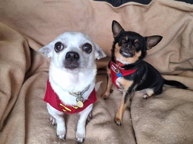 This is mother and daughter duo Audrey and Fran. The cheeky Chihuahuas, aged nine and five, do everything together - eating, napping and playing. Mum Audrey is shyer than Fran and can take longer to trust new people, but once she's comfortable, she loves a cuddle. Fran always checks out new visitors, giving them the sniff of approval. The pair would suit a family experienced with Chihuahuas, and a calm, quiet and patient home with older children would be ideal.