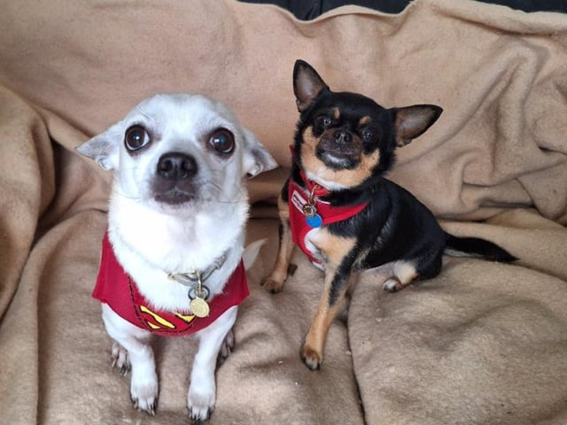 This is mother and daughter duo Audrey and Fran. The cheeky Chihuahuas, aged nine and five, do everything together - eating, napping and playing. Mum Audrey is shyer than Fran and can take longer to trust new people, but once she's comfortable, she loves a cuddle. Fran always checks out new visitors, giving them the sniff of approval. The pair would suit a family experienced with Chihuahuas, and a calm, quiet and patient home with older children would be ideal.