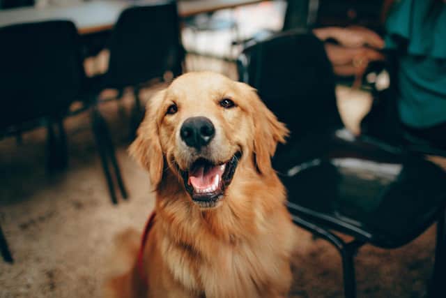 Bella & Duke shares tips for maintaining a healthy weight for pets