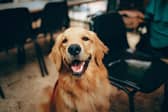Bella & Duke shares tips for maintaining a healthy weight for pets