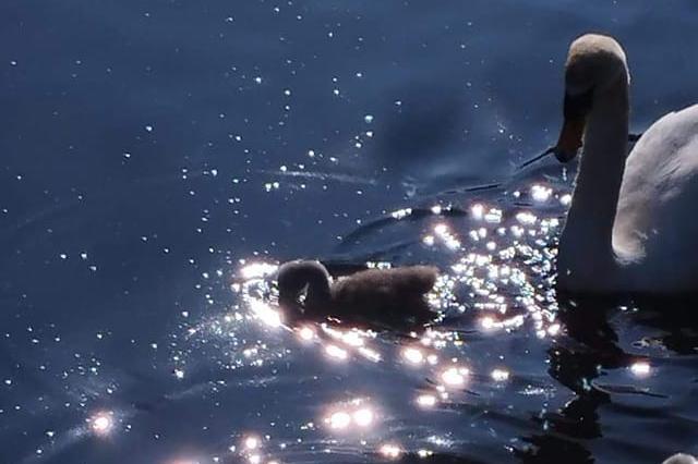 Katrina Burnell said: "Wildlife on the River Aire in the reflection of the sun on the water."