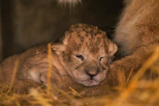 The cubs are settling in in Doncaster.