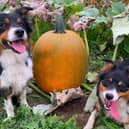 Where are the dog-friendly pumpkin patches you can pick from around the area in 2026?