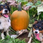 Where are the dog-friendly pumpkin patches you can pick from around the area in 2026?