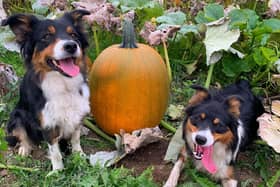 Where are the dog-friendly pumpkin patches you can pick from around the area in 2026?