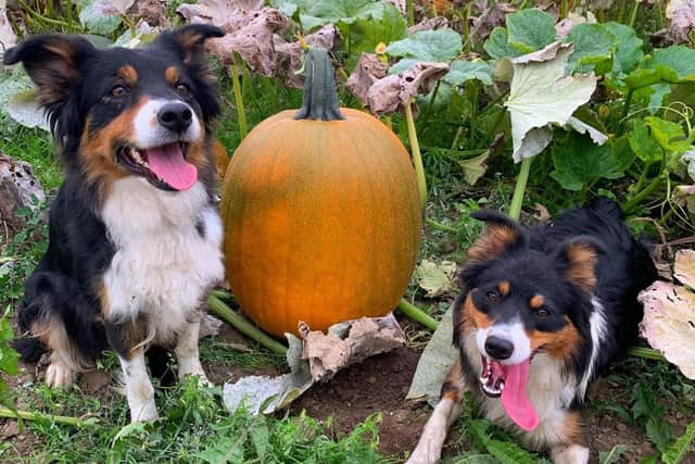 Where are the dog-friendly pumpkin patches you can pick from around the area in 2026?