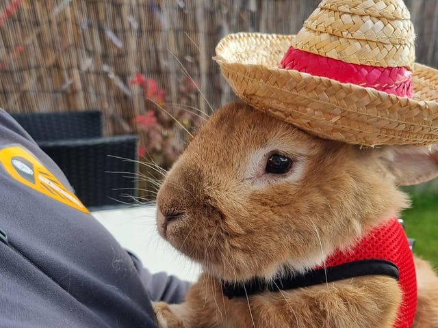 Hannah Jaine Prowse shared this photo of Toby wearing an amazing little hat.