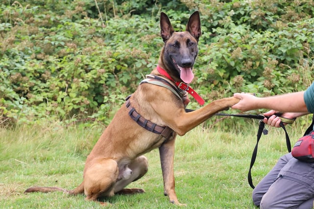 Piper was showing off some of his training moves for us! He’s a handsome one year old Belgian Malinois who is everything you would expect from his breed. He’s full of energy and has a very sharp brain too, so needs adopters who are passionate about dog training, particularly scent work, as he loves to be kept busy.