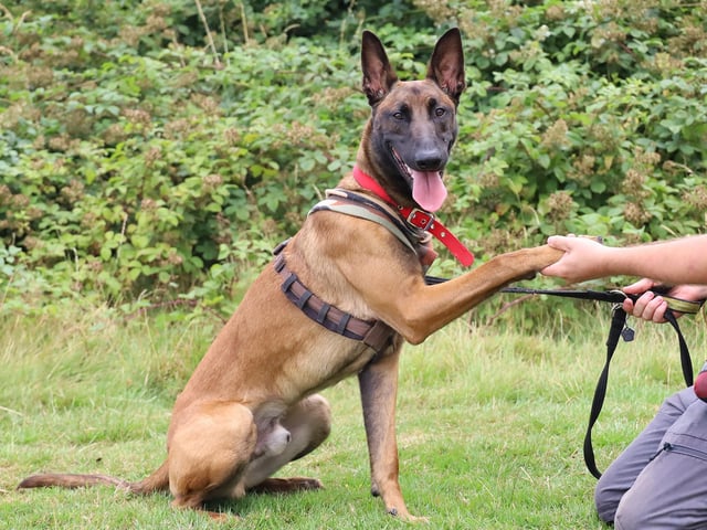 Piper was showing off some of his training moves for us! He’s a handsome one year old Belgian Malinois who is everything you would expect from his breed. He’s full of energy and has a very sharp brain too, so needs adopters who are passionate about dog training, particularly scent work, as he loves to be kept busy.