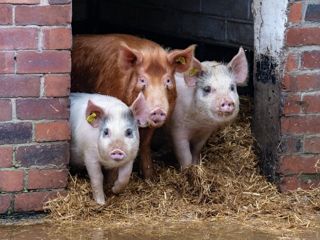 The farms boasts over 400 sheep, pigs, poultry and goats, along with an interesting mixture of recreated workshops and exhibitions.