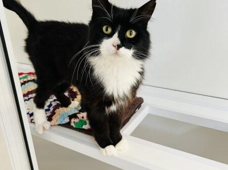 Meet Bert, a six-year-old Domestic Semi Longhaired cat whose very playful so you definitely need to be up for lots of playing with his stick toys. He is looking for a forever home which has a nice garden for him to play in.