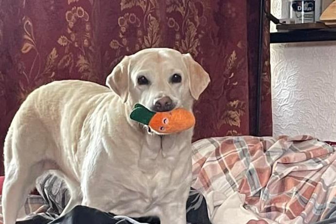 Ellen Z M Shelf said: "My cheeky girl earlier this week emptied the contents of the bin to get at some scraps, also ate the last of the chocolate shortbread biscuits, by pulling the box into the floor. I love her but she is a good fiend."