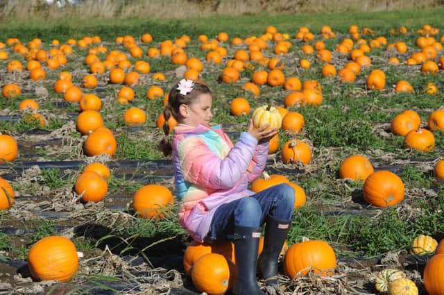 Daisy Whittingham, seven, of Whinmoor, picks her pumpkin at Kemps Farm