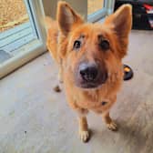Seven-year-old German Shepherd Hazel came to the centre after she was found abandoned and tied up with a huge metal lead. She was not in the best of states. But after lots of TLC in her foster home, she's ready to settle down. She loves meeting other dogs and going for plenty of walks.