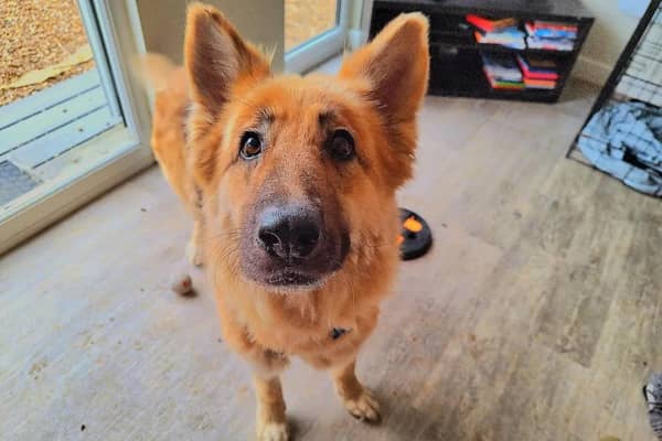 Seven-year-old German Shepherd Hazel came to the centre after she was found abandoned and tied up with a huge metal lead. She was not in the best of states. But after lots of TLC in her foster home, she's ready to settle down. She loves meeting other dogs and going for plenty of walks.