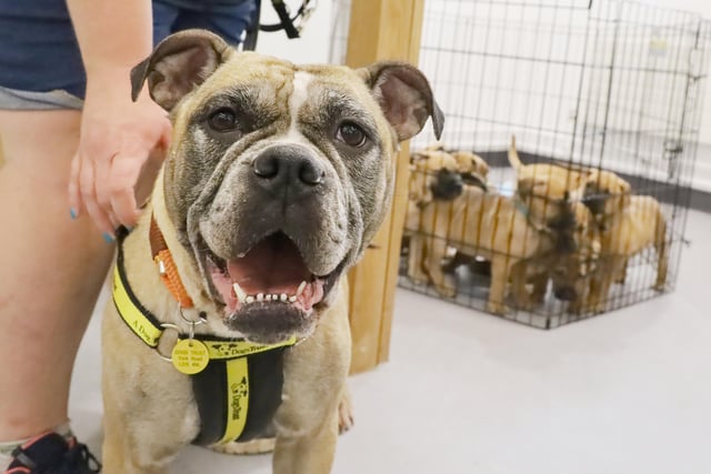 Four-year-old Bulldog Lexi and her litter of 10 puppies found a new home this month. Back in May, she was heavily pregnant with an unplanned litter. Now, she has been adopted and is ready to start her new life.