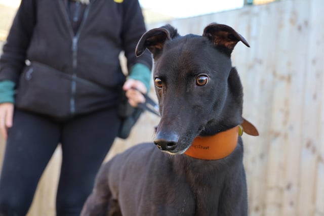 Boris is a five-year-old Greyhound who is currently living in a foster home and has settled in well. He can be unsure on walks, so would need quiet areas initially while he gains confidence. He would be happy to live with another dog in his new home.