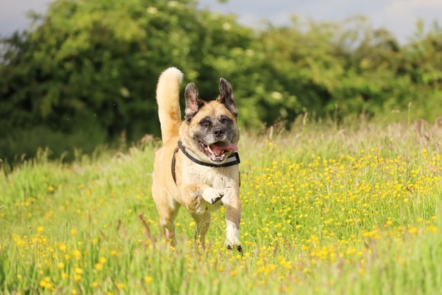 We spotted the very handsome Ralph enjoying an off-lead run in the rehoming centre’s enclosed field.
He may be seven years old, but he’s clearly still got loads of life in him. He’s full of playful character and loves getting out and about.
He’s looking for a calm and peaceful home with adults who will enjoy taking him on fun days out.