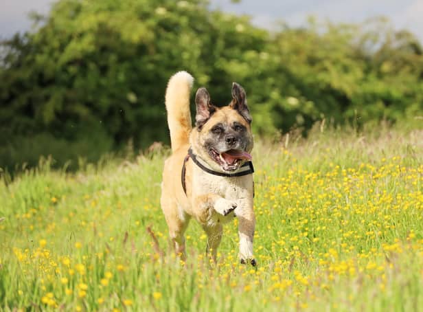 We spotted the very handsome Ralph enjoying an off-lead run in the rehoming centre’s enclosed field.
He may be seven years old, but he’s clearly still got loads of life in him. He’s full of playful character and loves getting out and about.
He’s looking for a calm and peaceful home with adults who will enjoy taking him on fun days out.