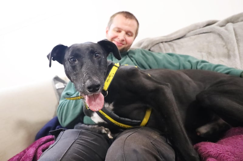 Three-year-old Lurcher Eli was found as a stray with a few injuries, but thanks to the care he’s received from the Dogs Trust team he is all healed up and ready to find his forever home.
