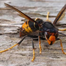 Members of the public are being asked to maintain vigilance after an Asian hornet was sighted in Yorkshire.