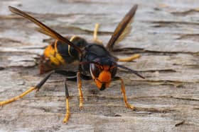 Members of the public are being asked to maintain vigilance after an Asian hornet was sighted in Yorkshire.
