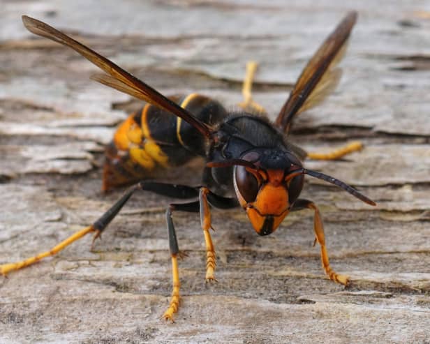 Members of the public are being asked to maintain vigilance after an Asian hornet was sighted in Yorkshire.