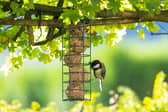 January can be a difficult month for wildlife as natural sources of food are in short supply