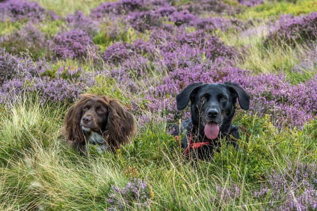 Hazel, left and Laik - the inspiration behind John's natural dog soap company Photograph by Tony Johnson.