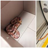 The harmless corn snake was found on a Northern service travelling between Shipley and Leeds. Pictures: RSPCA/Sophie Johnstone
