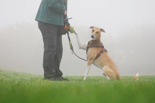 Reggie enjoyed a foggy walk where he also showed off some of his training moves.
He’s a stunning one-year-old Lurcher who is looking for his forever home with an active family who enjoy doing a little dog training. There’ll never be a dull moment with this fun and smart boy in your life!
