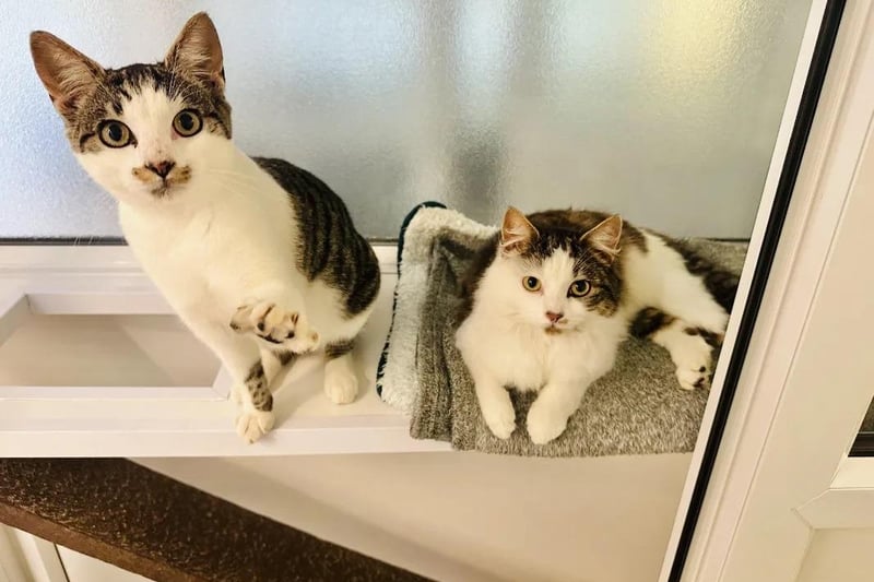 Patsy and Edith are two super affectionate kittens. They are both incredibly bonded and enjoy one another’s company, but would enjoy a family who can be around them a lot.