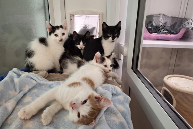 Three-month-old kittens Kenickie and Sandy arrived at the RSPCA along with three of their siblings, who have now been reserved. They are hoping to be adopted as a pair and are still very young, so their new forever family will need to be around a lot to keep them entertained.