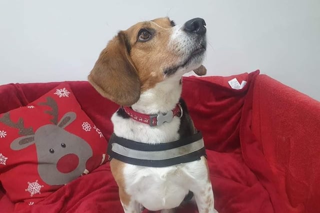 Beagle, 8 years old.
Baxter is a bright beagle who is quite simply too clever! He definitely knows what he wants, when he wants it. Baxter must live in an adult only home where there are minimal visitors - he could potentially live with another relaxed dog(s) pending successful meets here on site. Baxter would thrive in a home with a family who are understanding of his history and have experience with dogs.