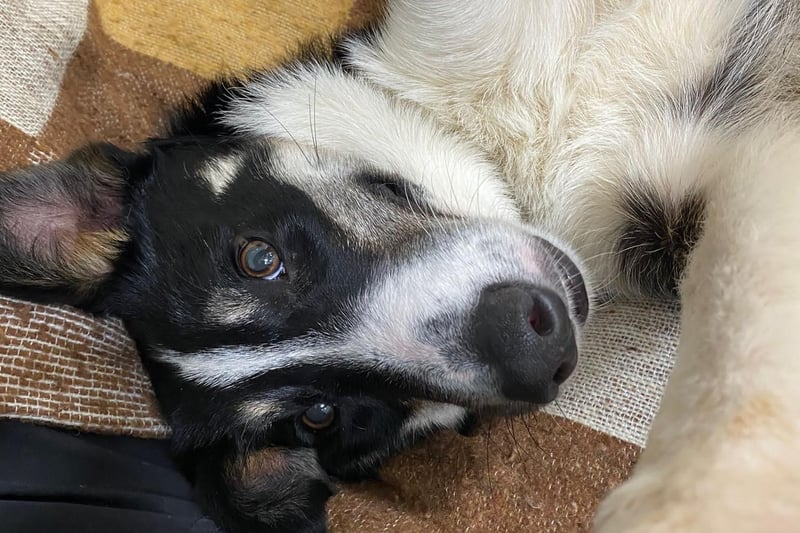 Are you a true Collie lover looking for a fab young dog to have loads of fun with? Skip is only 18 months old and although he’s a little wary of the big wide world, he’s proving that with patience and consistency his confidence is growing and he’s becoming a very affectionate boy.