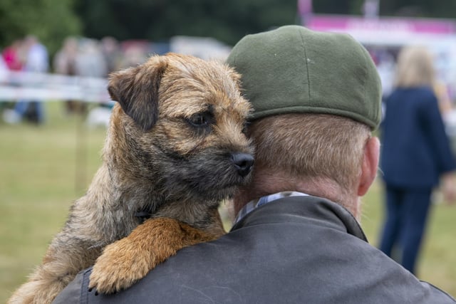 Border terrier looks over its owner's shoulder on the first day at Leeds Championship Dog Show at Harewood House.