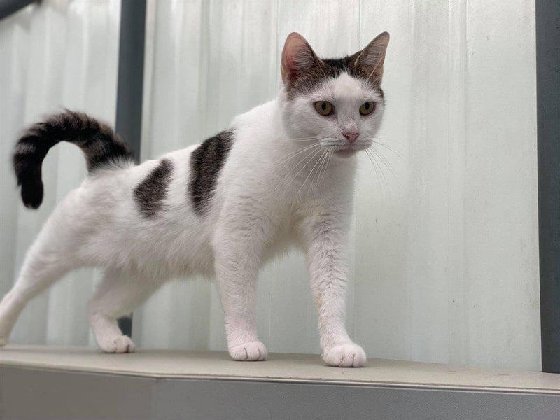 Camille is ready for her forever home after having nursed her babies. As she missed out on a few things in her early life she is just learning how to play and enjoy toys but she has already perfectly mastered being affectionate.