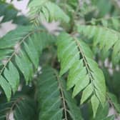 curry leaf plant UK
