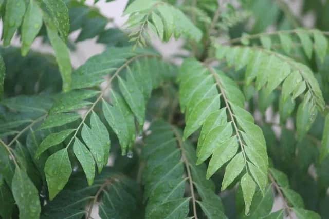 curry leaf plant UK