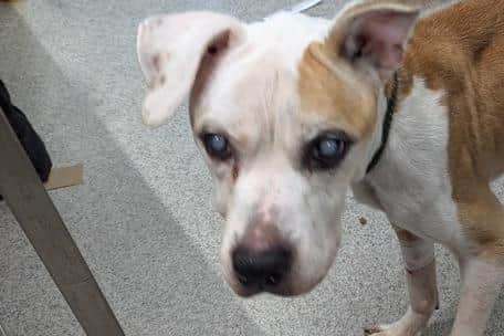 Phoebe, a white and tan American Bull dog cross aged 11, was in poor health.