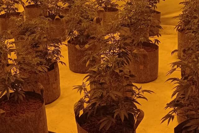 The cannabis plants were seized from the property in Kippax. Photo: West Yorkshire Police