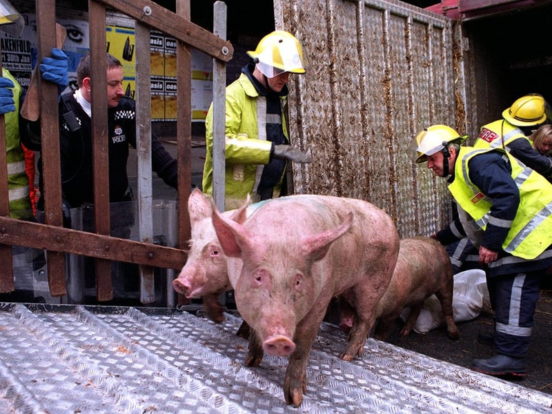 Firefighters transfer pigs that survived a serious crash form the tangled wreckage of their transporter at Armley Gyratory on to another. The crash and rescue operation in January 1998 caused long delays in Leeds.